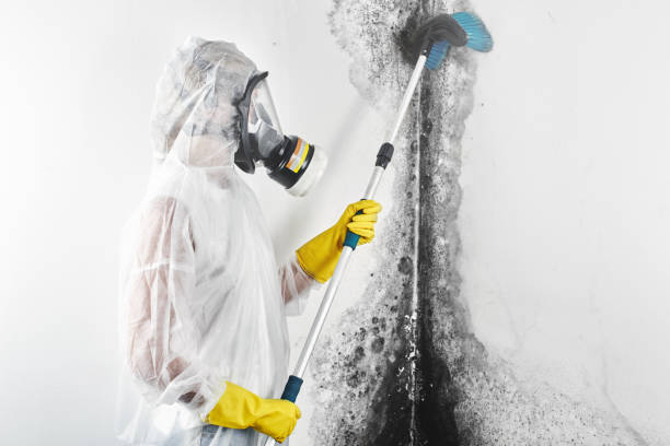 Best Water Damage & Mold Remediation  in Toona, AL